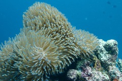 Heteractis magnifica