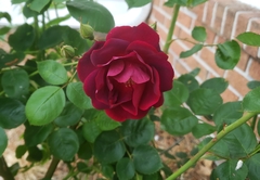 Rosa centifolia