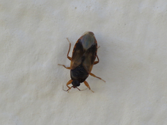 Lyctocoris campestris