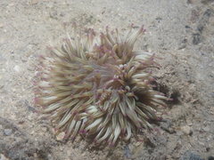 Heteractis aurora