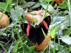 Adelpha lycorias
