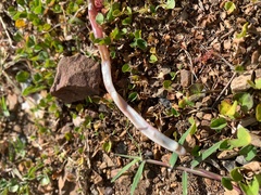 Typhlopidae
