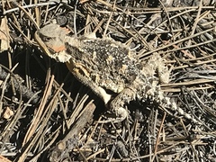Phrynosoma hernandesi