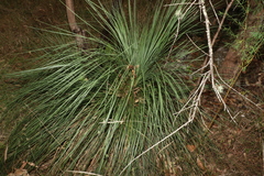 Xanthorrhoea glauca