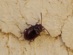 Orestia punctipennis
