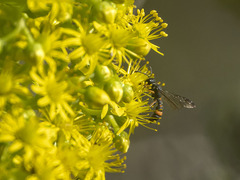 Cerceris concinna
