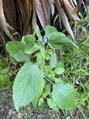 Ageratum houstonianum