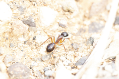 Camponotus brullei