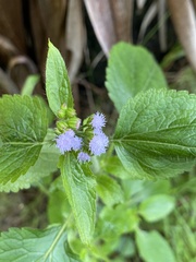 Ageratum houstonianum