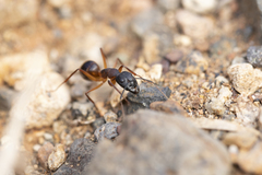 Camponotus brullei