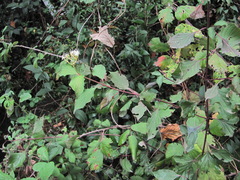 Cornus sanguinea australis