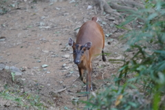 Muntiacus vaginalis