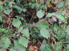Cornus sanguinea australis