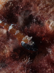 Enneapterygius larsonae