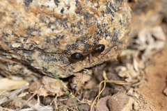 Camponotus brullei