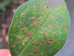 Chrysomphalus dictyospermi