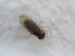 Drosophila repleta