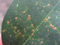 Chrysomphalus dictyospermi