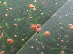 Chrysomphalus dictyospermi