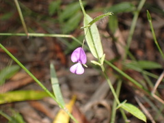 Psoralea asarina