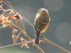 Empidonax fulvifrons