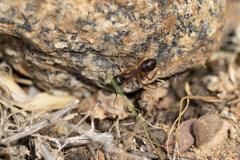 Camponotus brullei