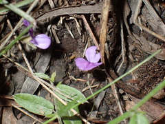 Psoralea asarina