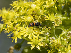 Ancistrocerus haematodes