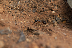 Camponotus brullei