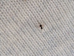 Erigoninae