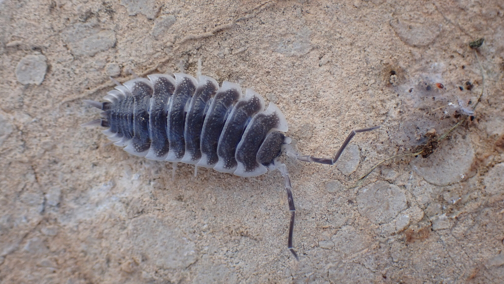 Cloporte titan (Porcellio hoffmannseggii) (Porcellio hoffmannseggii)