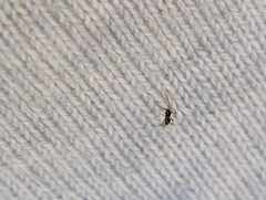 Erigoninae