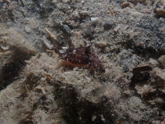 Plocamopherus