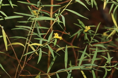 Pimelea neoanglica