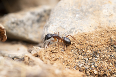 Camponotus brullei