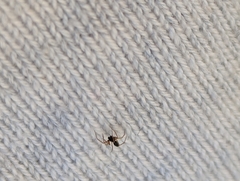 Erigoninae