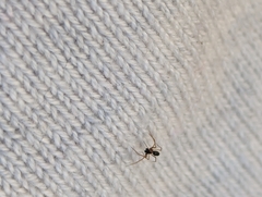 Erigoninae