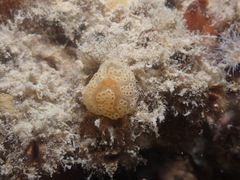 Aplidium