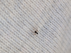 Erigoninae