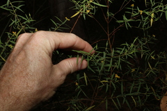 Pimelea neoanglica