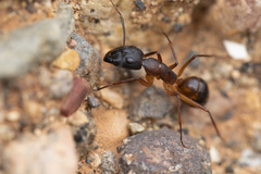 Camponotus brullei