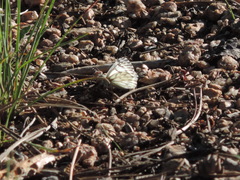 Pontia sisymbrii