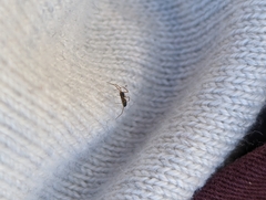 Erigoninae