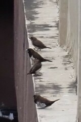 Lonchura leucogastroides