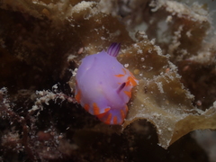 Mexichromis macropus
