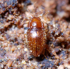 Mycetaea subterranea