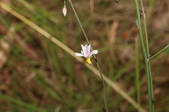 Arthropodium milleflorum