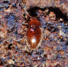 Mycetaea subterranea