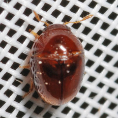 Phalacridae