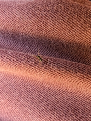 Erigoninae